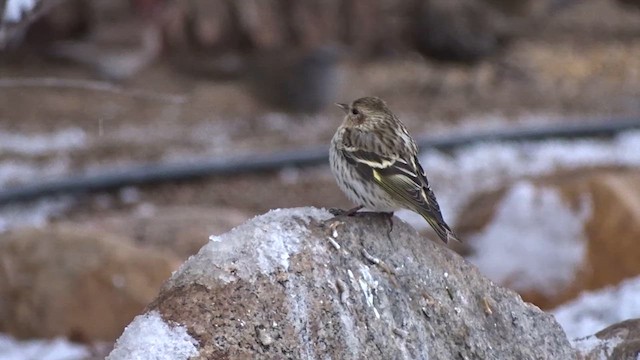 Pine Siskin - ML615569258