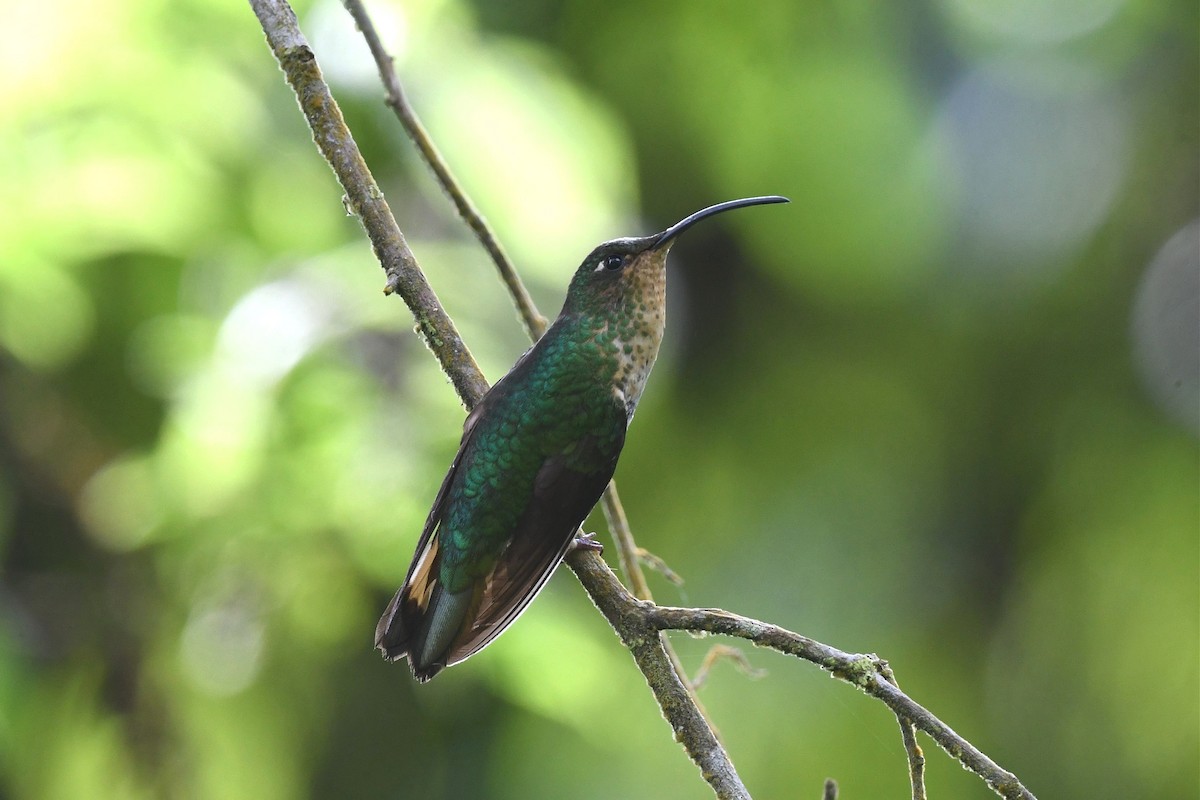 kolibřík aksamitový - ML615569329