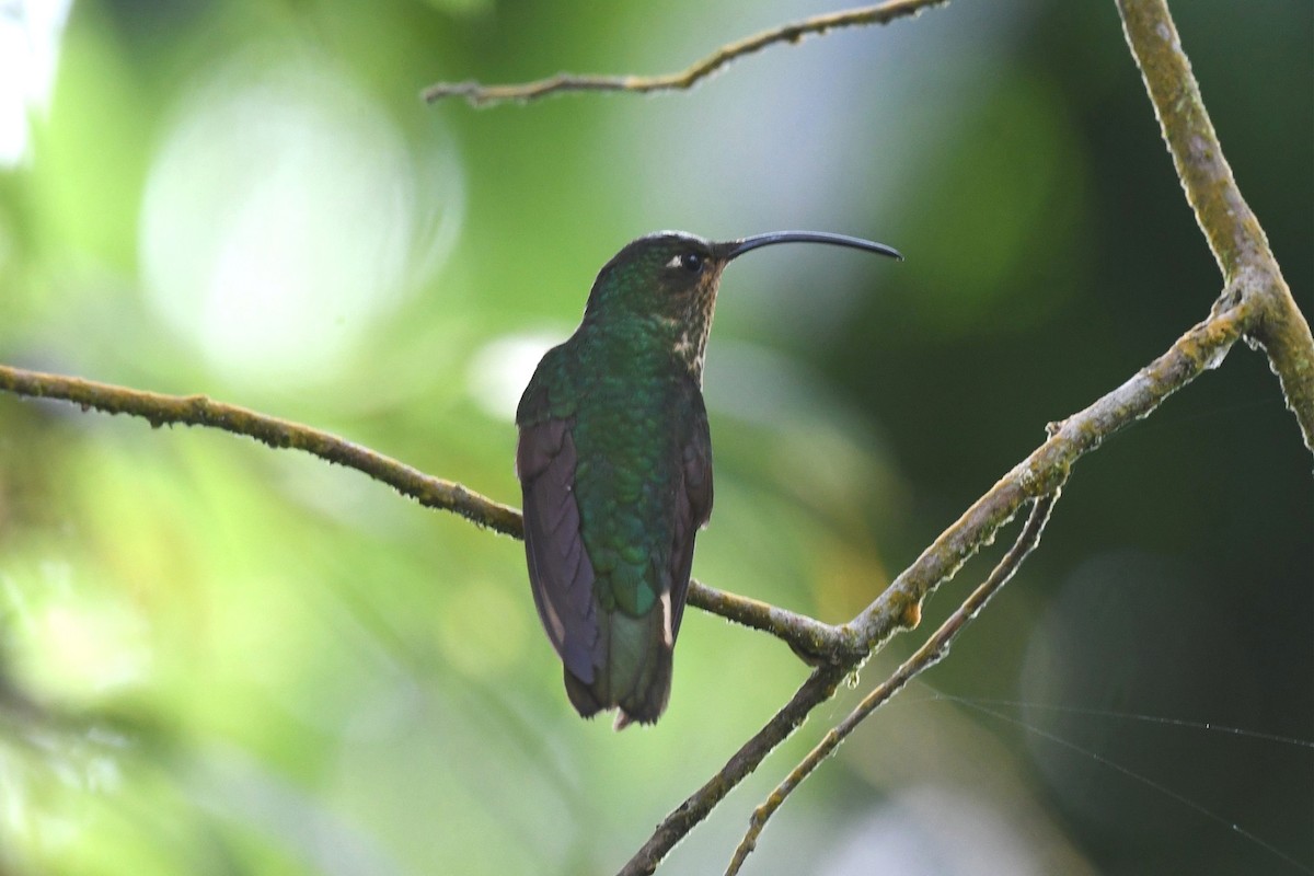 kolibřík aksamitový - ML615569330