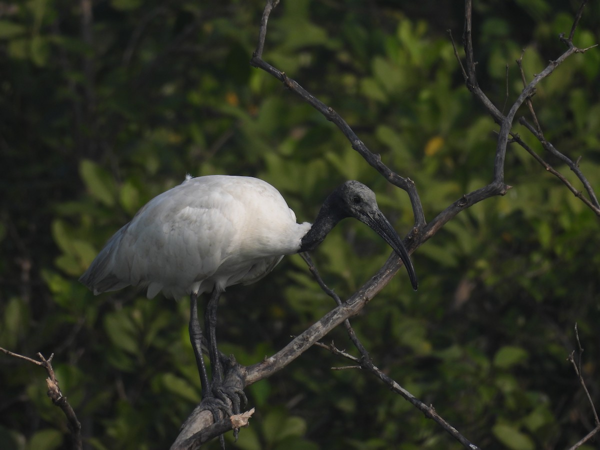 ibis černohlavý - ML615569374