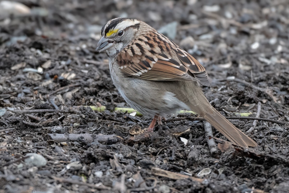 White-throated Sparrow - ML615569394