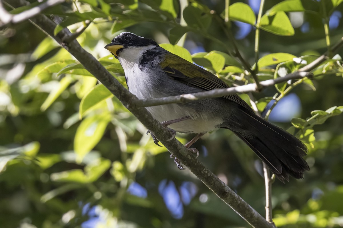 Half-collared Sparrow - Robert Lockett