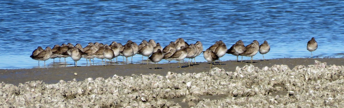 Short-billed Dowitcher - Deidre Dawson