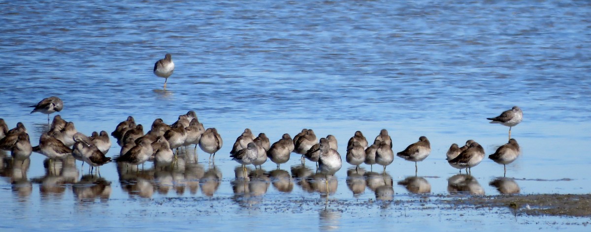 Short-billed Dowitcher - ML615569578