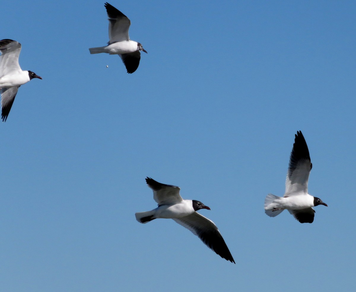 Laughing Gull - Deidre Dawson