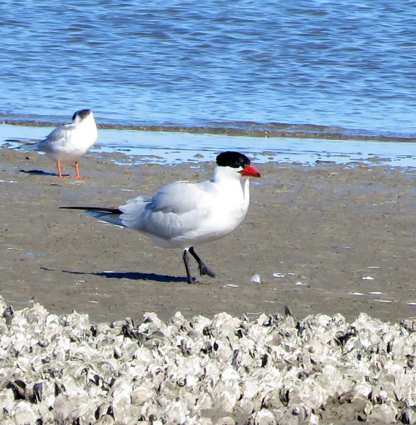 Caspian Tern - Deidre Dawson