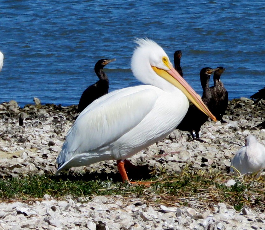 American White Pelican - Deidre Dawson