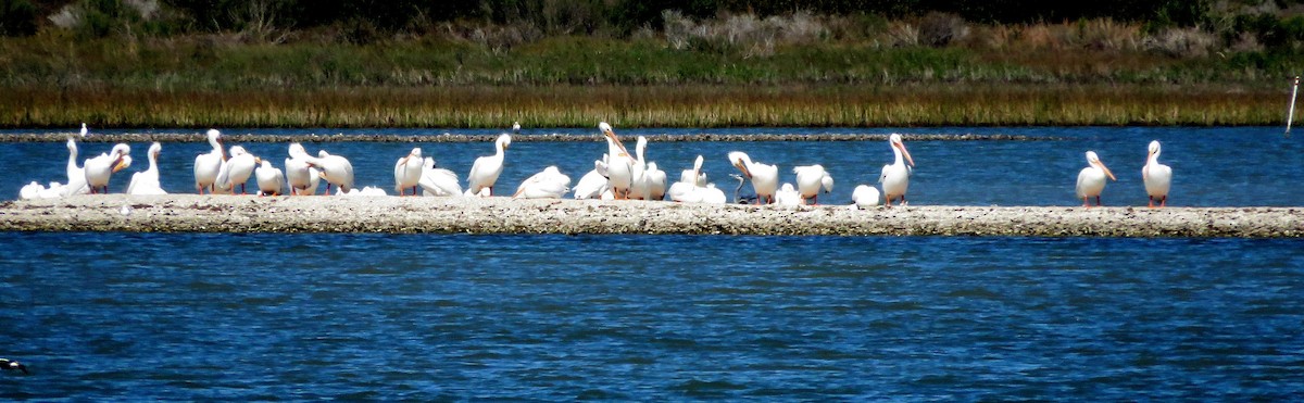 American White Pelican - ML615569637