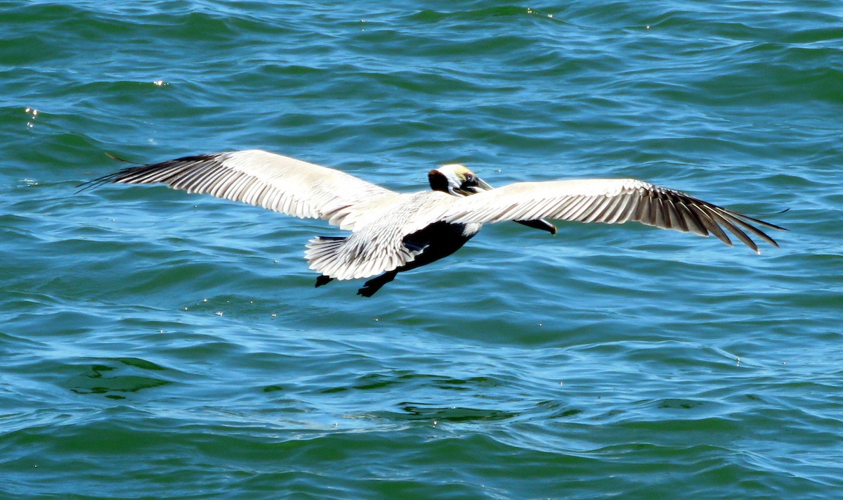 Brown Pelican - Deidre Dawson