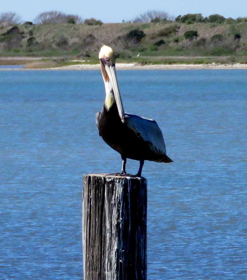 Brown Pelican - ML615569679