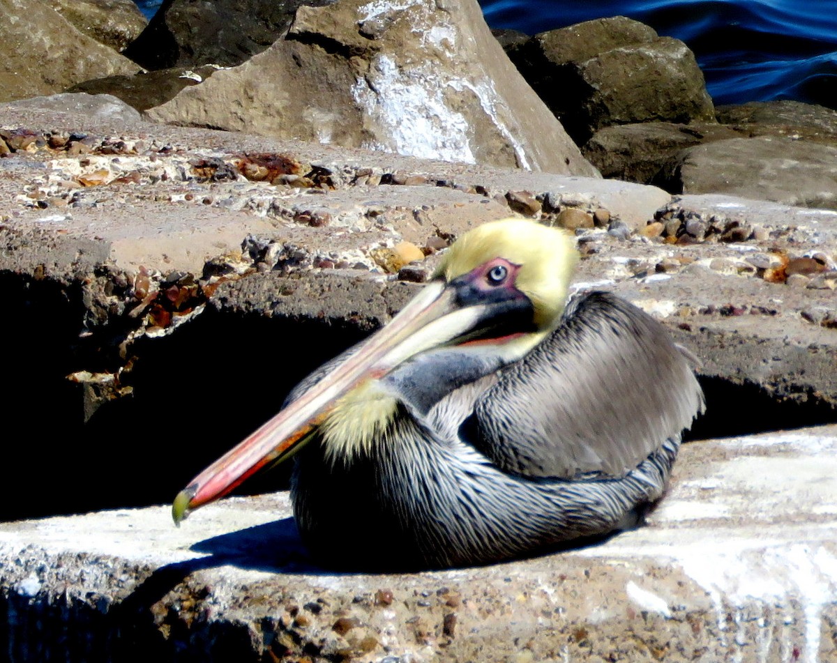 Brown Pelican - ML615569685