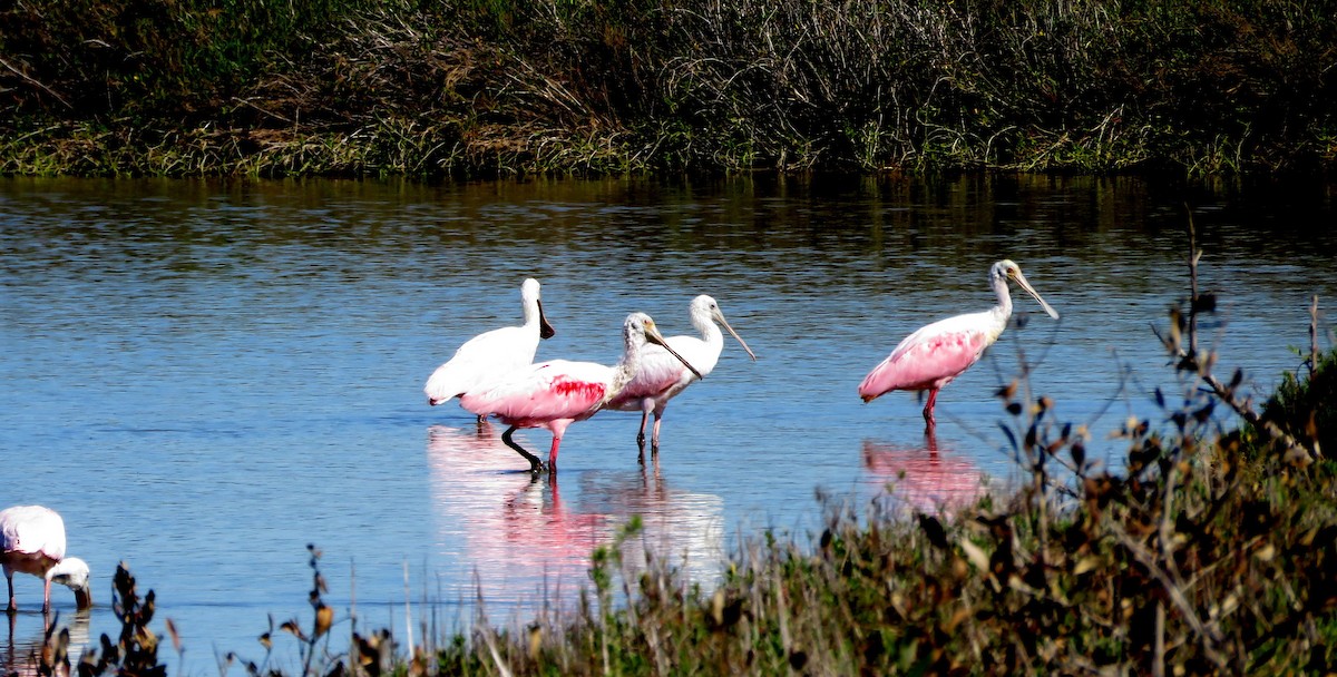 Roseate Spoonbill - ML615569695