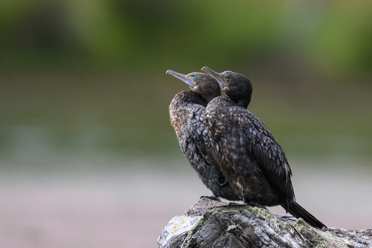 Little Black Cormorant - ML615569697