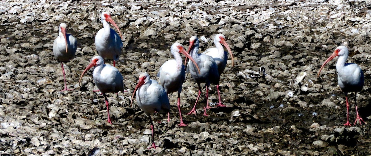 White Ibis - ML615569702