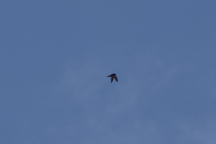 Himalayan Swiftlet - ML615569709