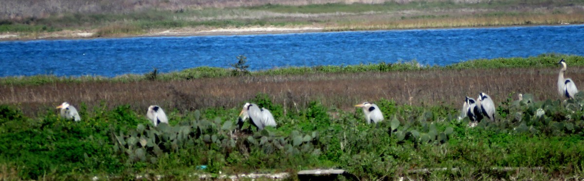 Great Blue Heron - ML615569715