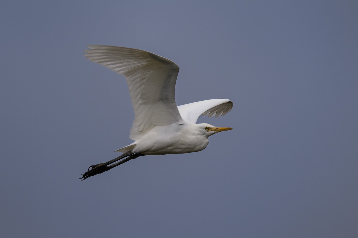 Eastern Cattle Egret - ML615569716