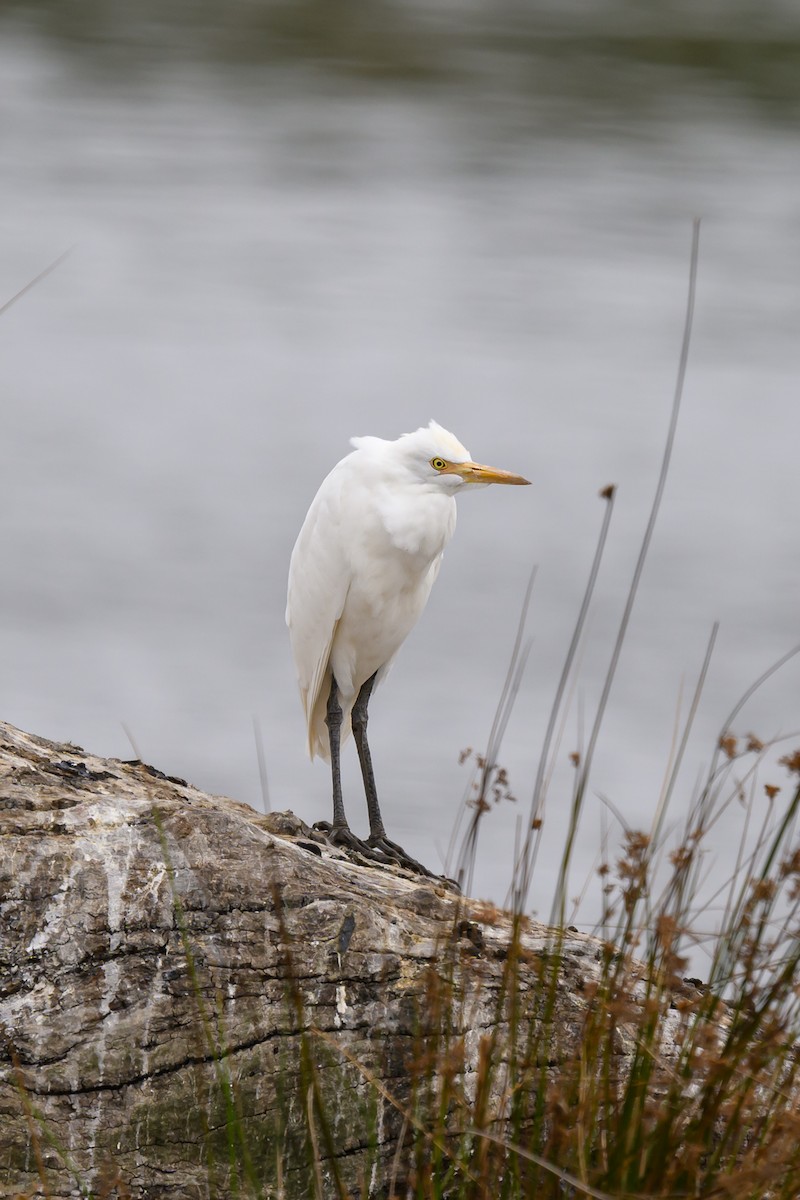 Eastern Cattle Egret - ML615569717