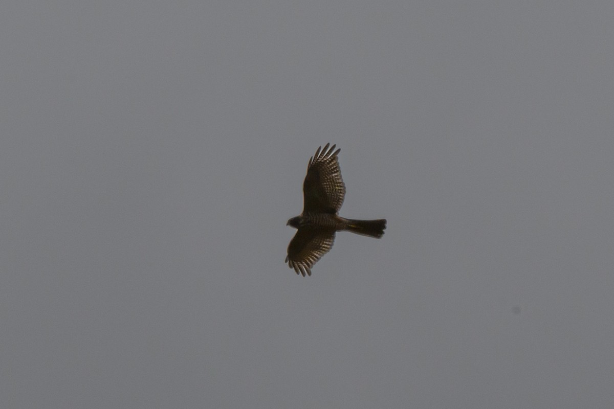 Collared Sparrowhawk - ML615569724