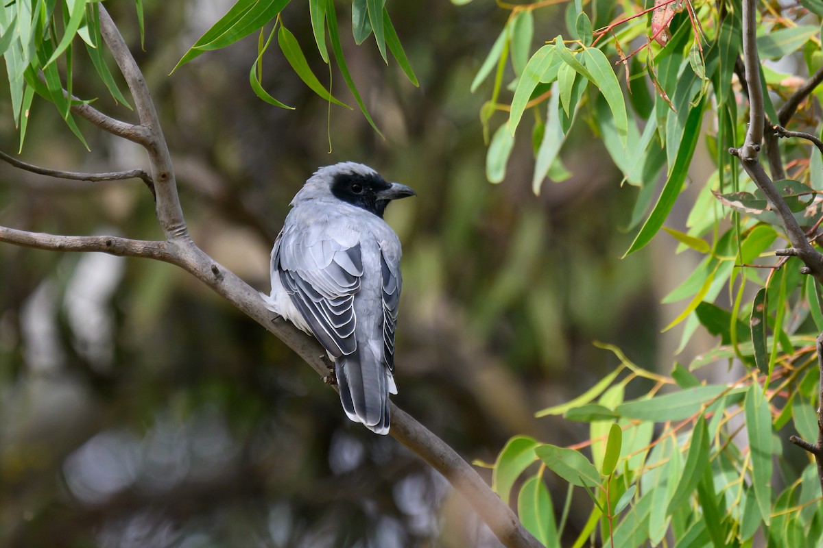 Black-faced Cuckooshrike - ML615569729