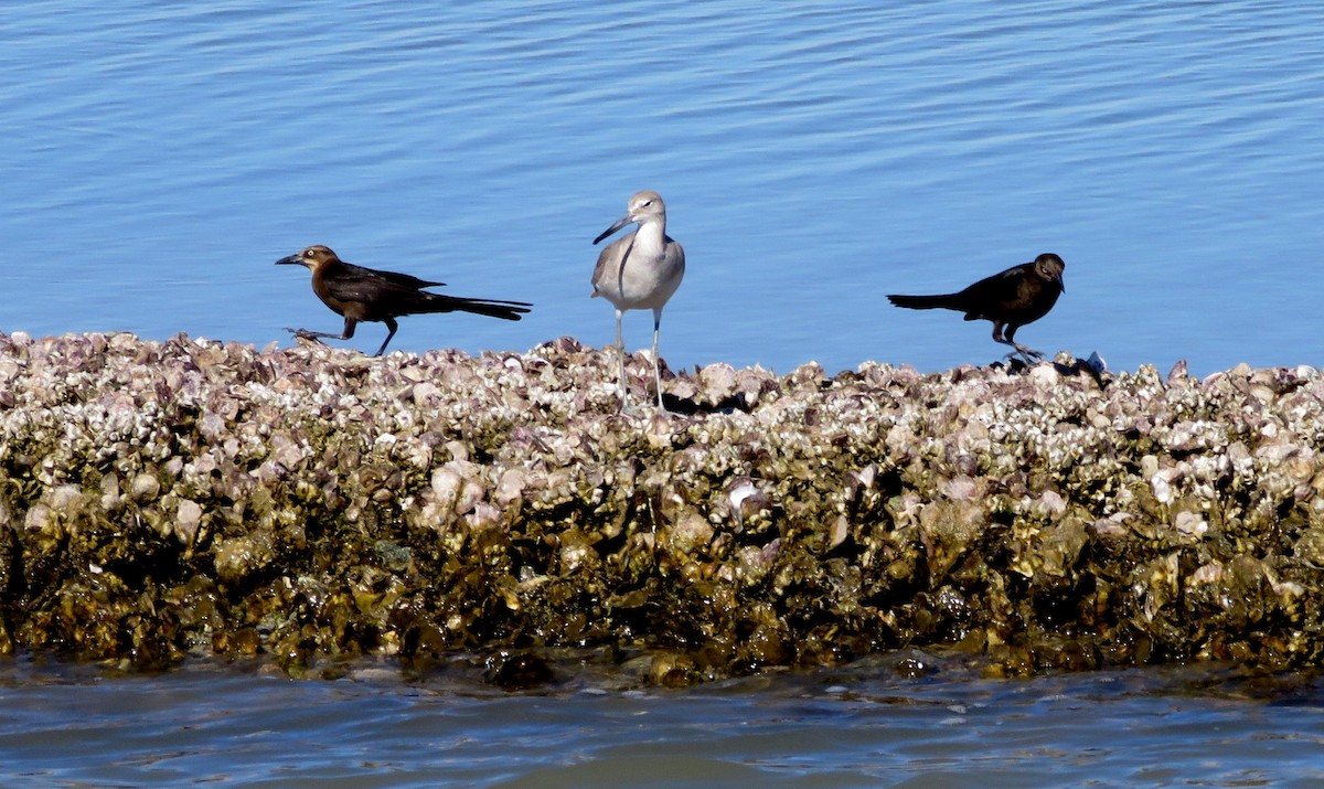 Great-tailed Grackle - Deidre Dawson