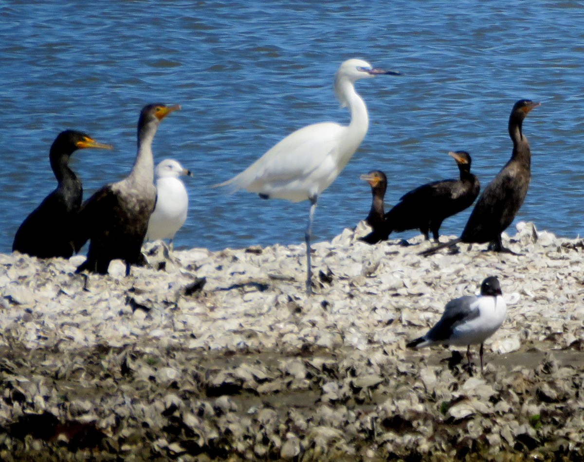 Reddish Egret - ML615569739