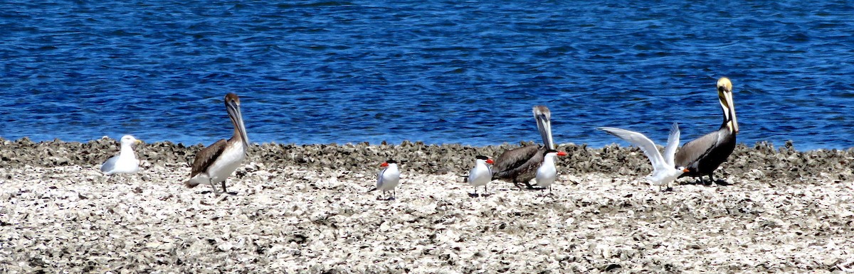 Royal Tern - ML615569751