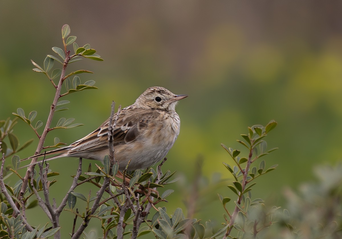 Richard's Pipit - ML615569765