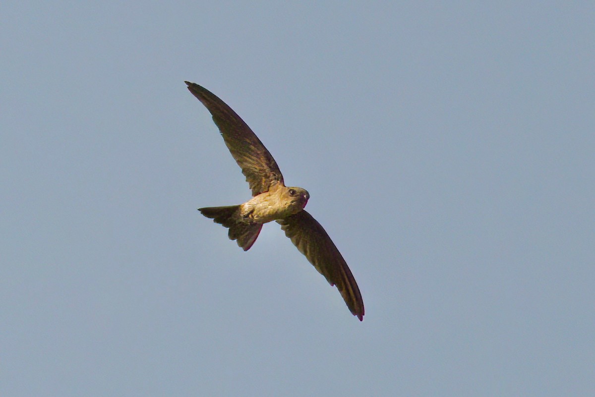 Germain's Swiftlet - ML615569797