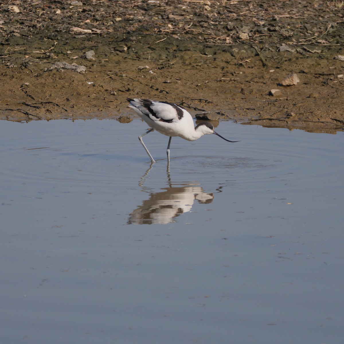 Pied Avocet - rentarou yamaneco