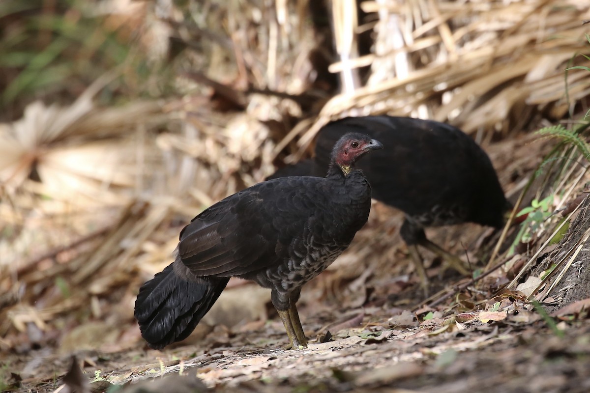 Australian Brushturkey - ML615569820