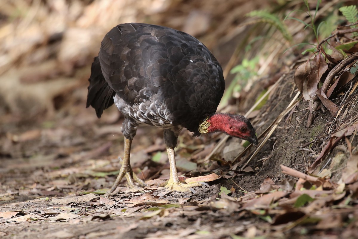 Talégalo Cabecirrojo - ML615569821