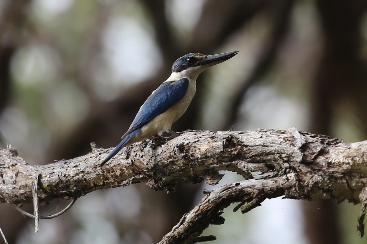 Sacred Kingfisher - ML615569834