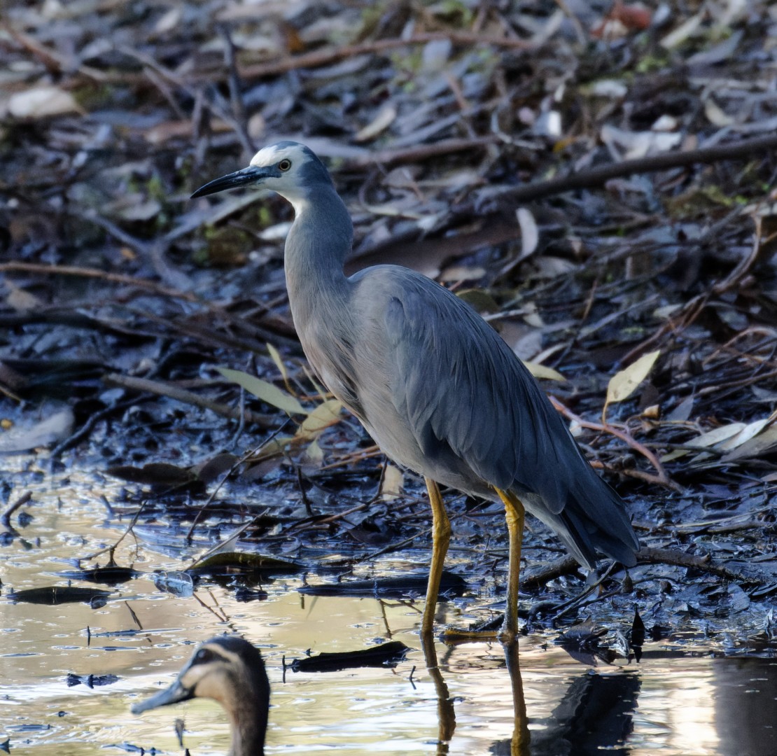 White-faced Heron - ML615569835