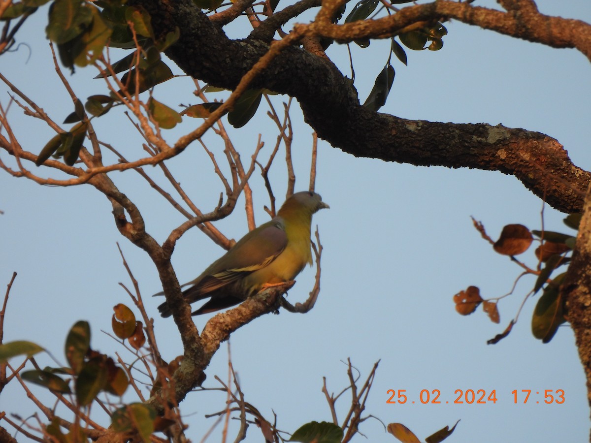 Yellow-footed Green-Pigeon - ML615569845