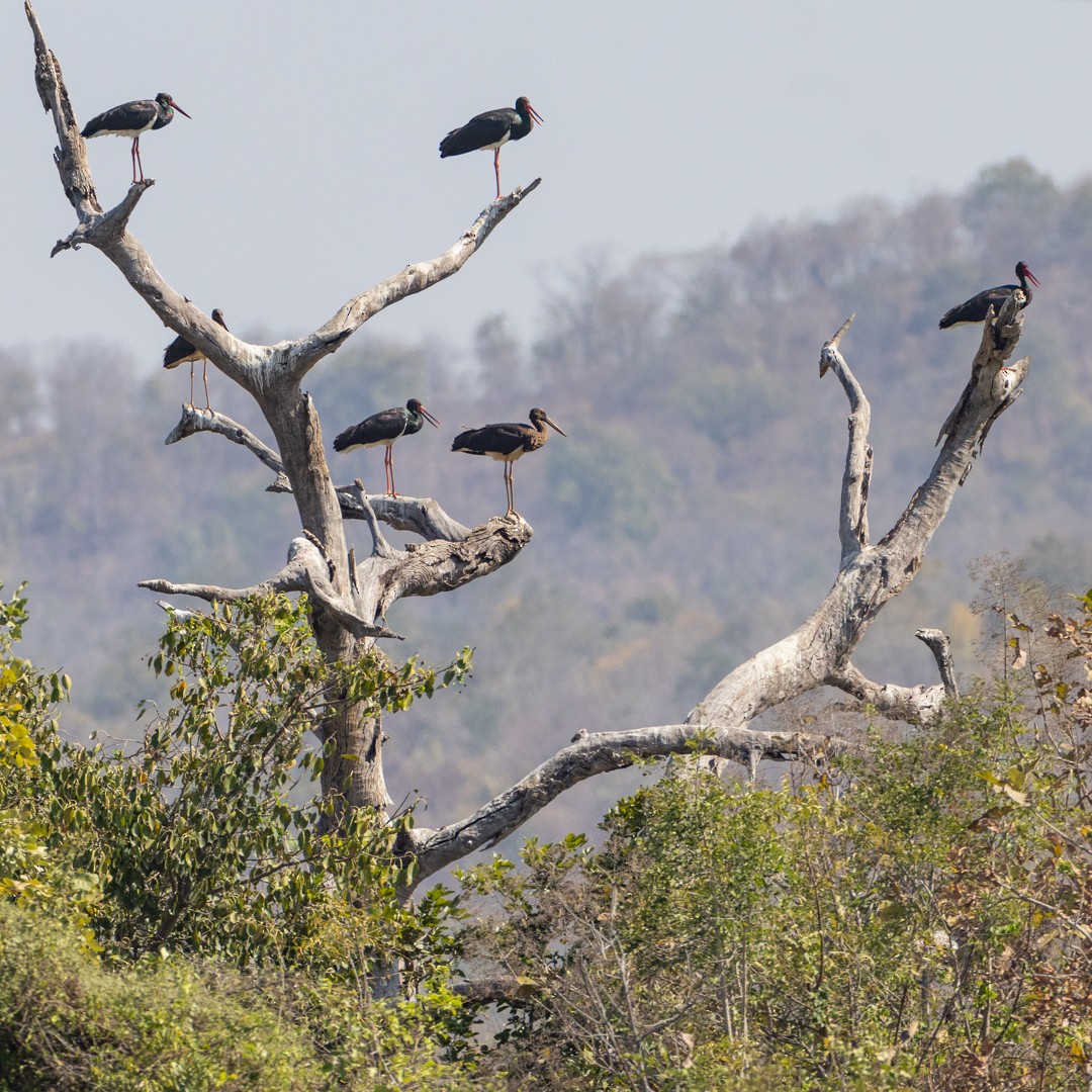 Black Stork - ML615569863