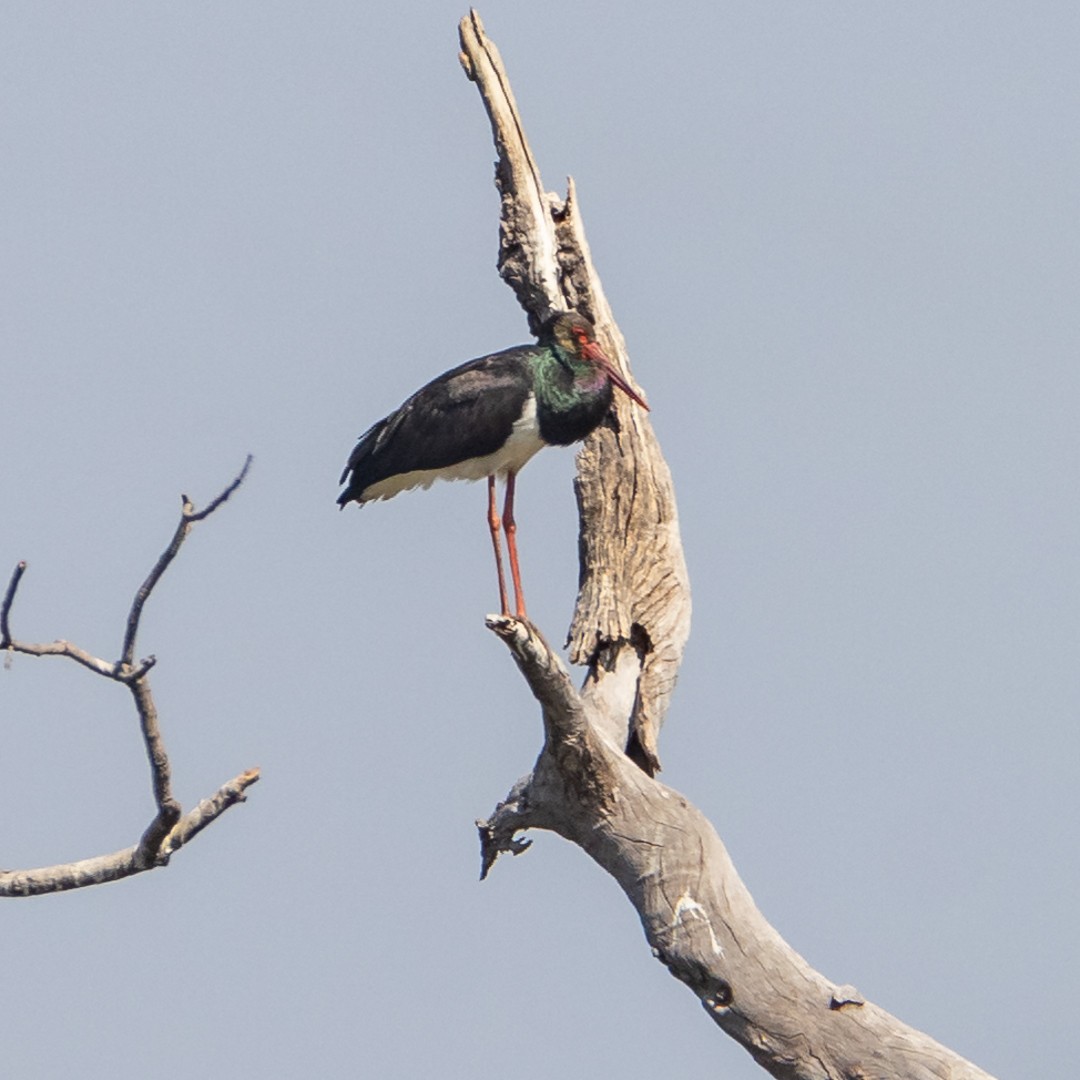 Black Stork - Poorna Parvathala