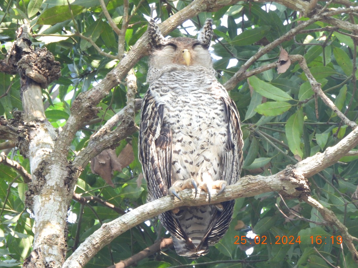 Spot-bellied Eagle-Owl - ML615569895