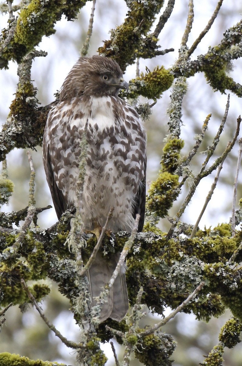 Red-tailed Hawk - ML615569906
