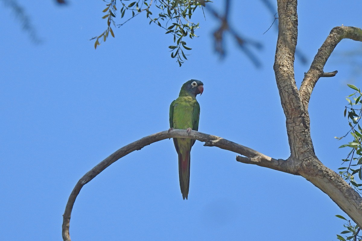 Blue-crowned Parakeet - ML615569916