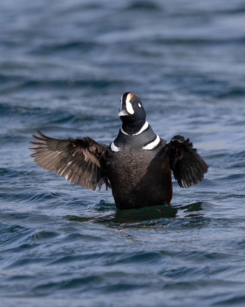 Harlequin Duck - Andy DeBroux