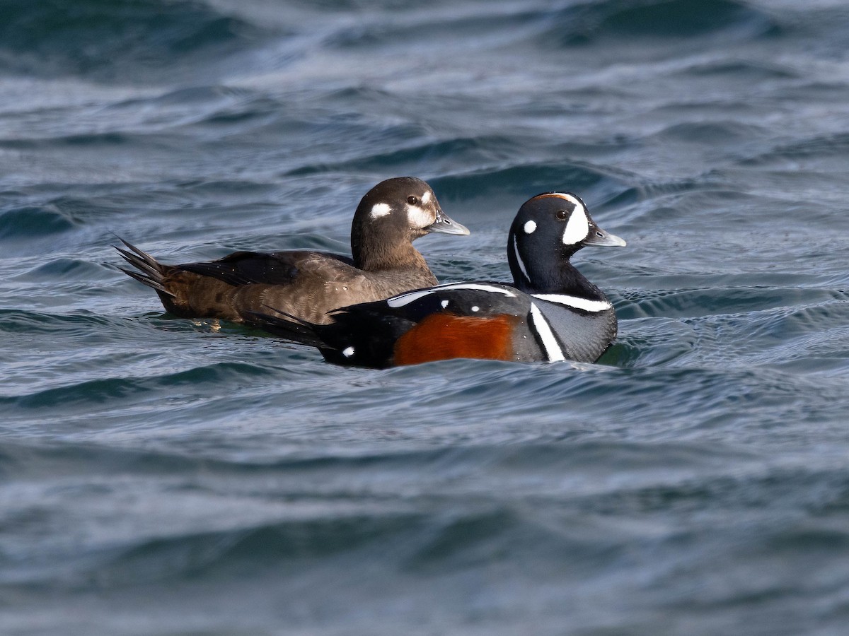 Harlequin Duck - Andy DeBroux