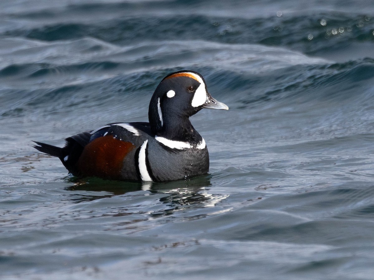 Harlequin Duck - Andy DeBroux