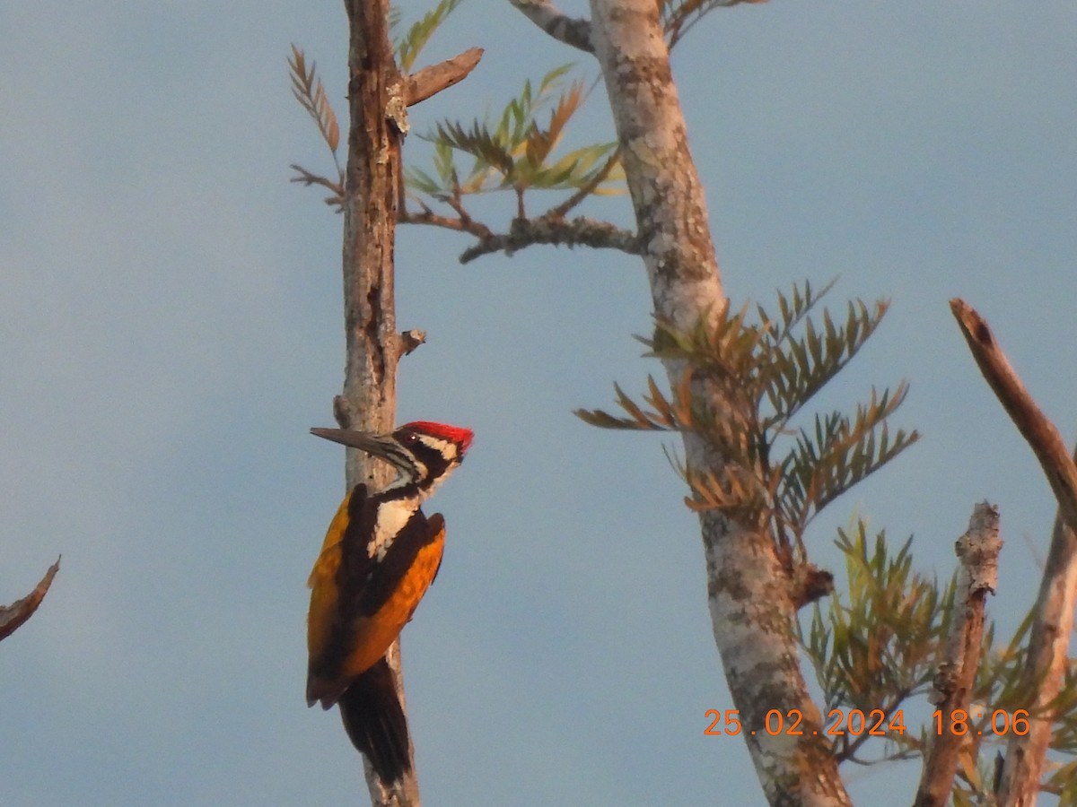 White-naped Woodpecker - ML615569952