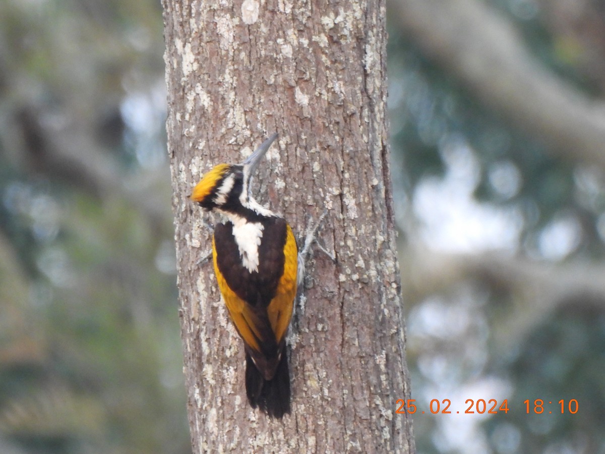 White-naped Woodpecker - ML615569962