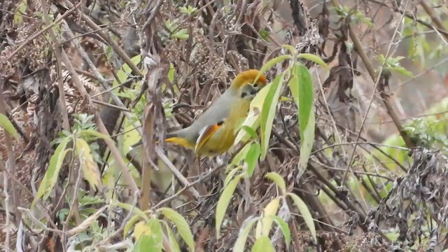 Chestnut-tailed Minla - ML615569979