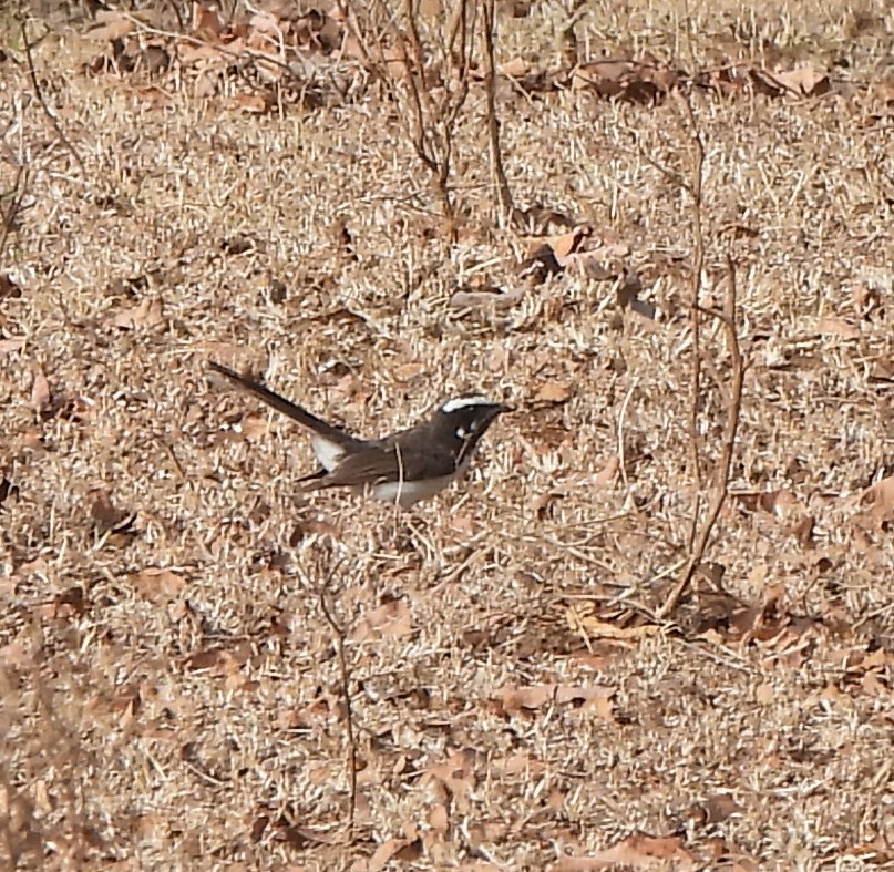 Spot-breasted Fantail - ML615570023