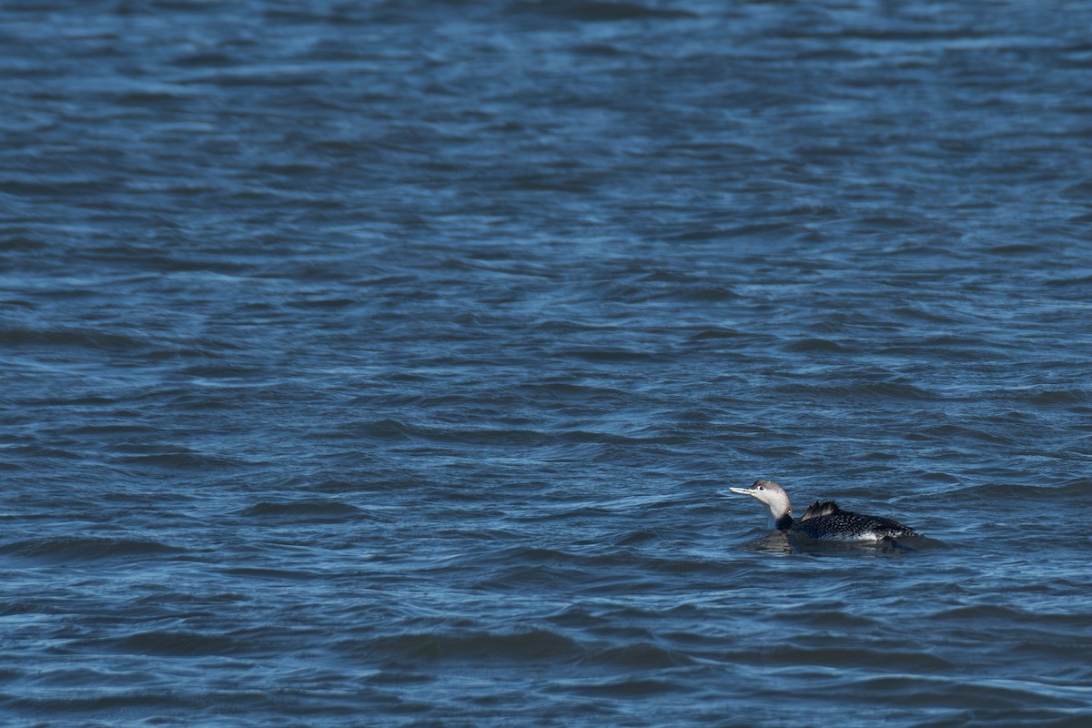 Red-throated Loon - ML615570044