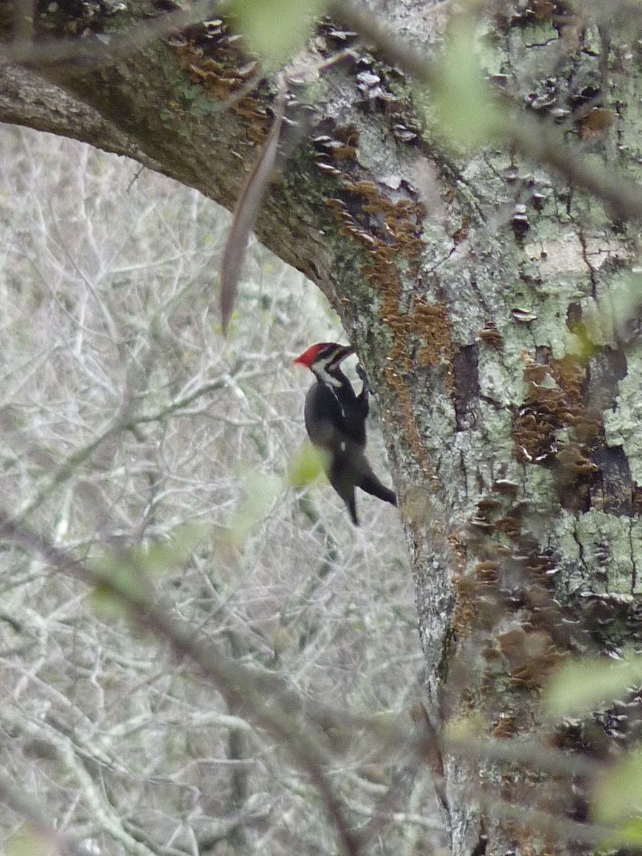 Pileated Woodpecker - ML615570060