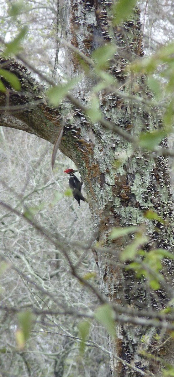 Pileated Woodpecker - ML615570062